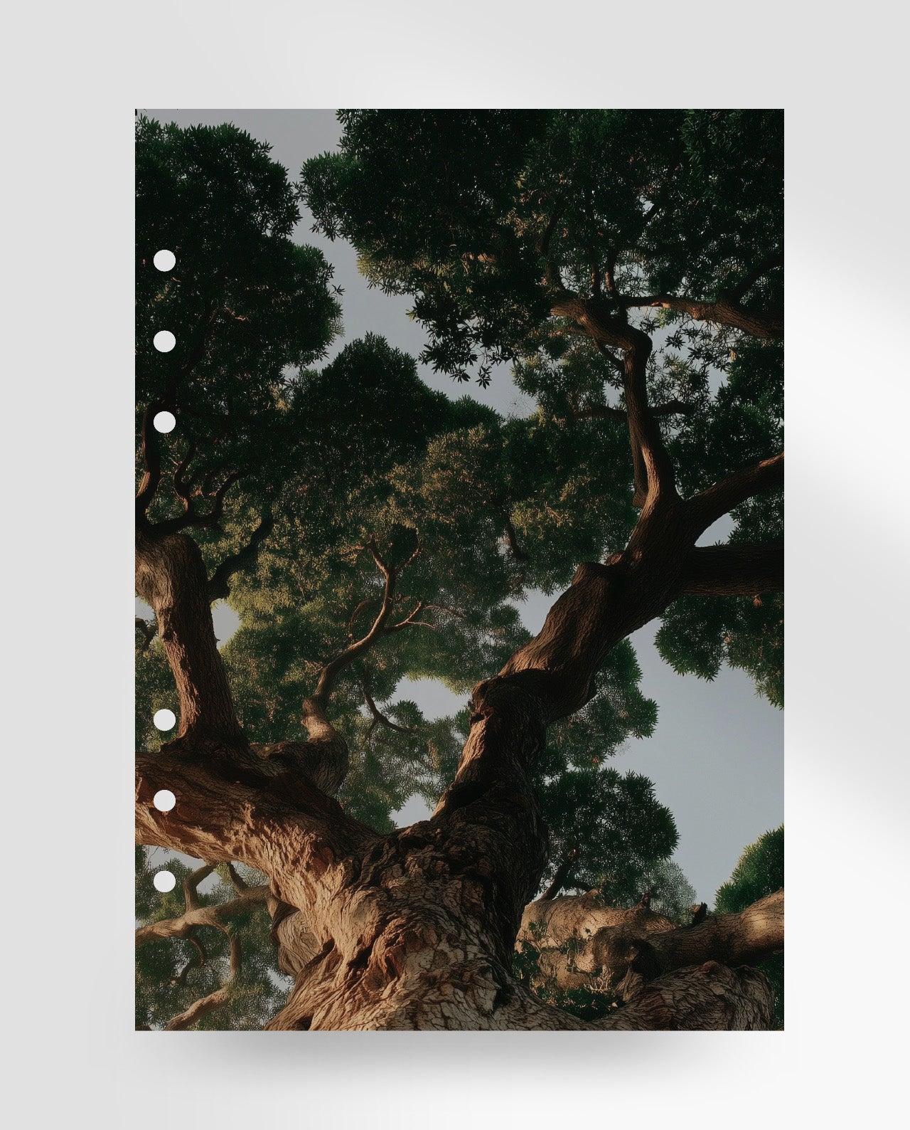 D120 - Majestic Canopy - Planner Dashboard