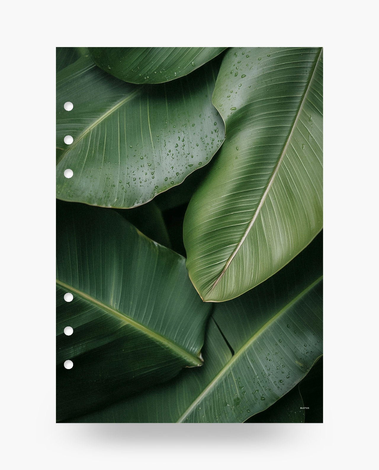 D063 - Tropical Leaves - Dashboard